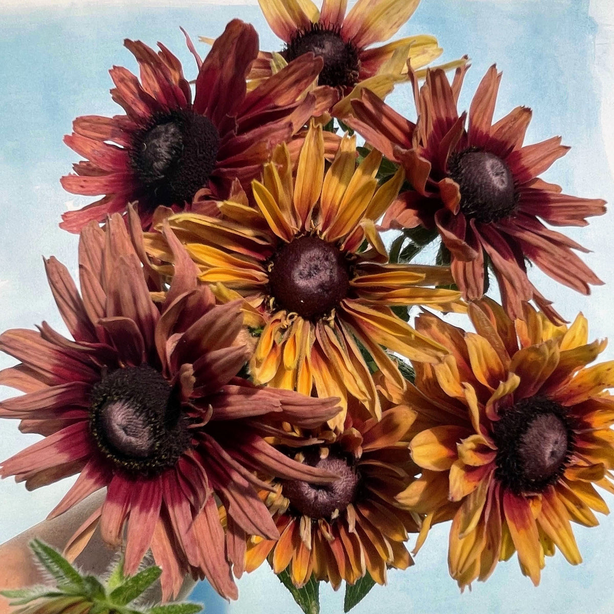 Bright caramel-colored Rudbeckia flowers with dark centers, showcasing vibrant petals and lush green foliage.