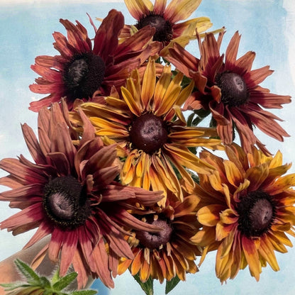 Bright caramel-colored Rudbeckia flowers with dark centers, showcasing vibrant petals and lush green foliage.