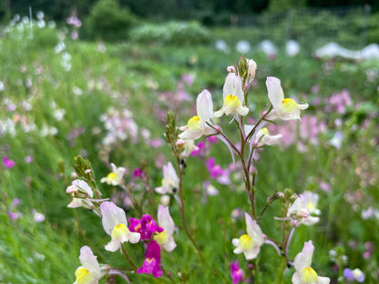 Bright yellow and purple Northern Lights Linaria flowers growing in a garden, showcasing vibrant blooms from Hudson Valley Seed Co.