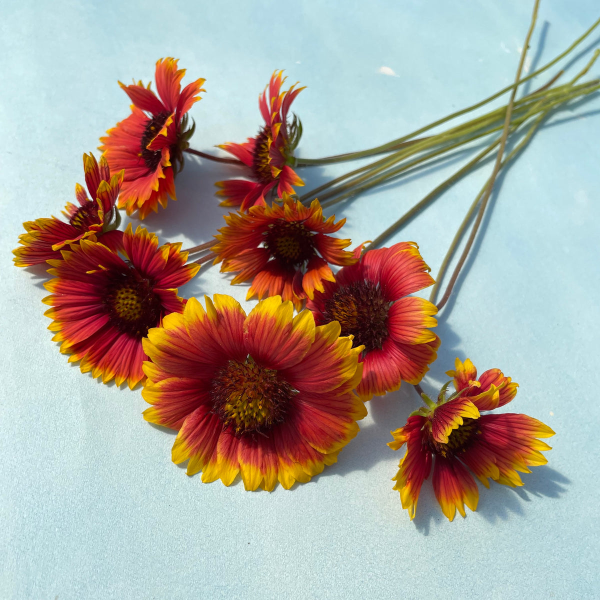 Indian blanket with colorful floral pattern from Hudson Valley Seed Co., showcasing vibrant flower designs on soft woven fabric.