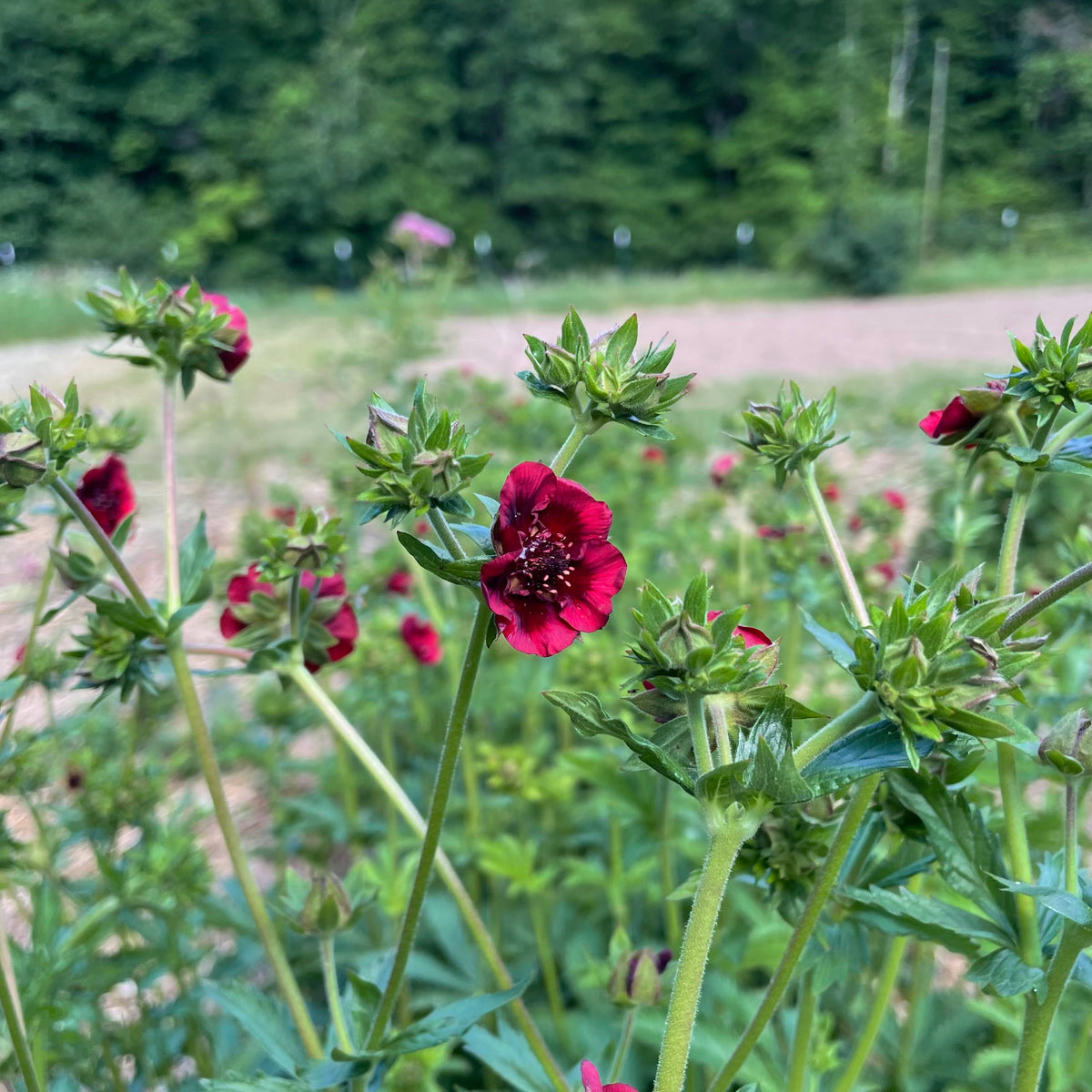 Bright scarlet cinquefoil flower with vibrant red petals and green foliage, showcasing natural beauty and detailed petal textures.