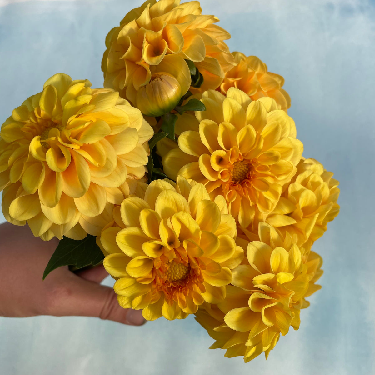 Golden Scepter Dahlia tuber from Hudson Valley Seed Co., showcasing the vibrant, golden-yellow flower with lush petals.