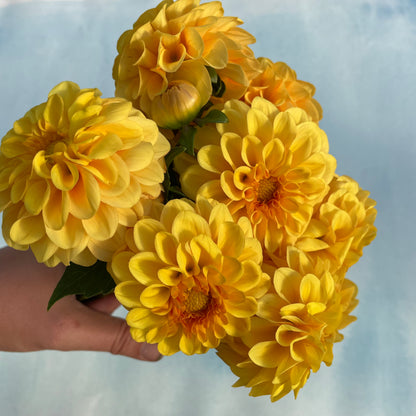 Golden Scepter Dahlia tuber from Hudson Valley Seed Co., showcasing the vibrant, golden-yellow flower with lush petals.