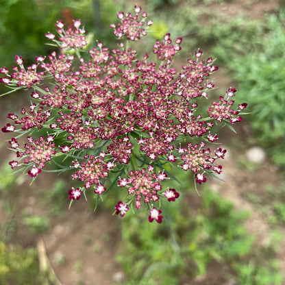 Beautiful Dara Daucus flowers from Hudson Valley Seed Co. showcasing vibrant blooms and lush green foliage.