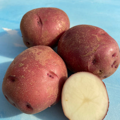 Dark red Norland potato from Hudson Valley Seed Co., fresh and whole with smooth skin, ideal for cooking and gardening.