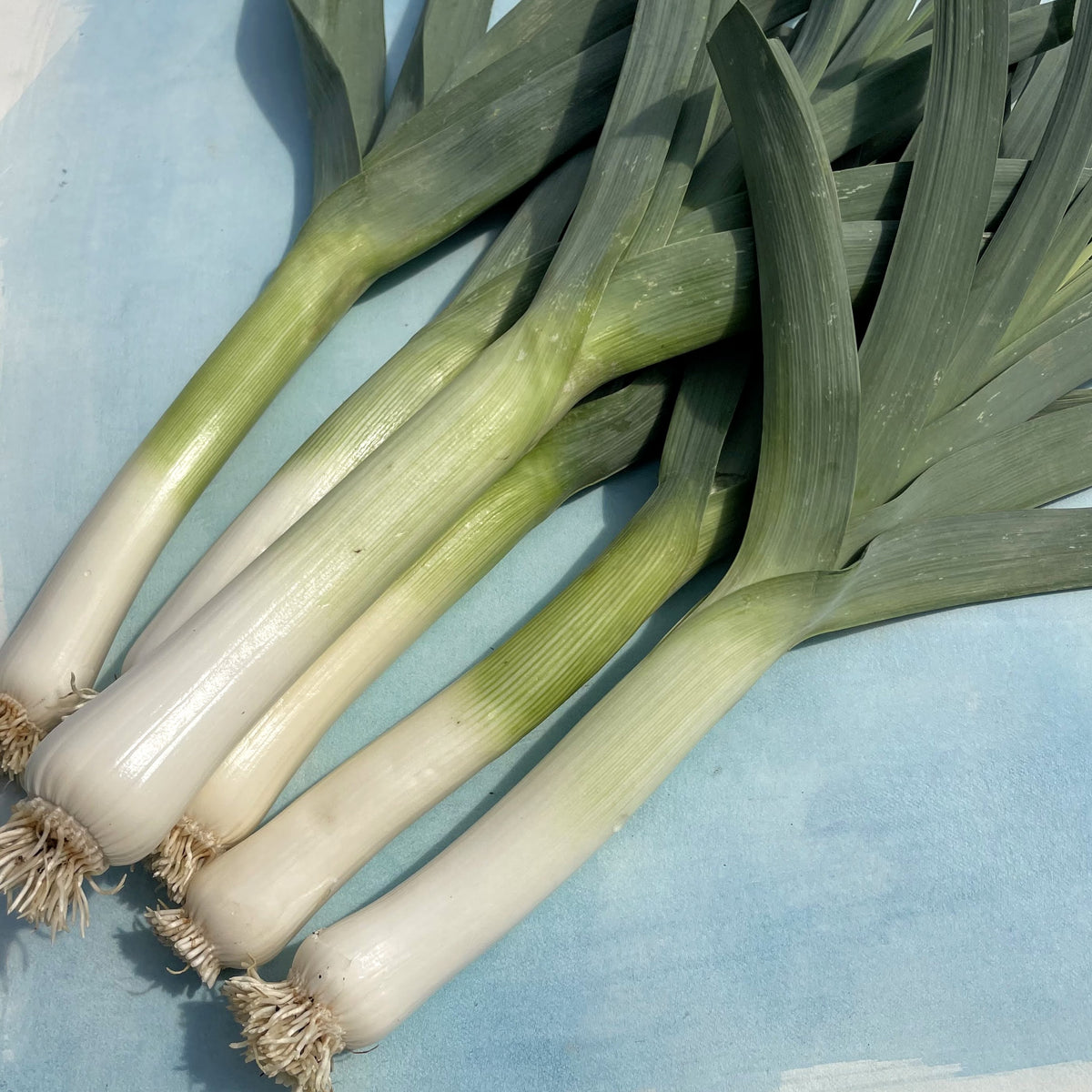 Fresh Lancia leeks, vibrant green and white vegetables, displayed on a cutting board ready for cooking or serving.