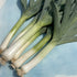 Fresh Lancia leeks, vibrant green and white vegetables, displayed on a cutting board ready for cooking or serving.
