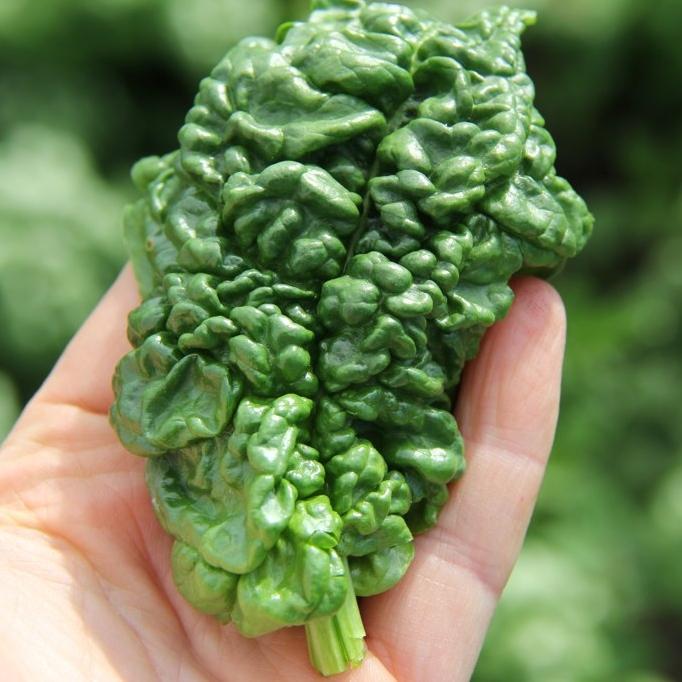 Fresh Bloomsdale Spinach leaves from Hudson Valley Seed Co., showcasing vibrant green, curly vegetable greens.
