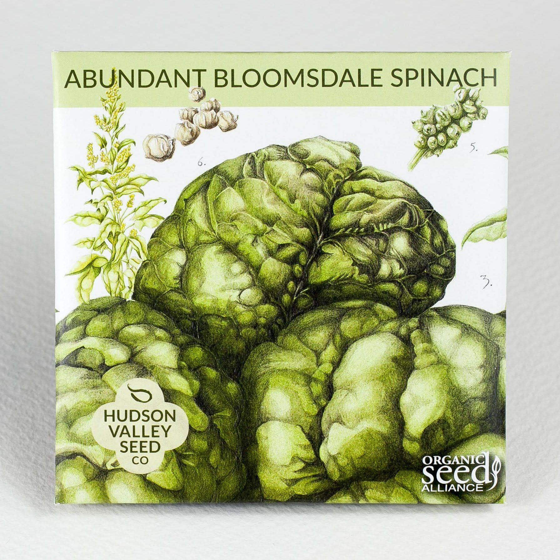 Fresh Bloomsdale spinach leaves from Hudson Valley Seed Co., showcasing lush, dark green vegetable greens.