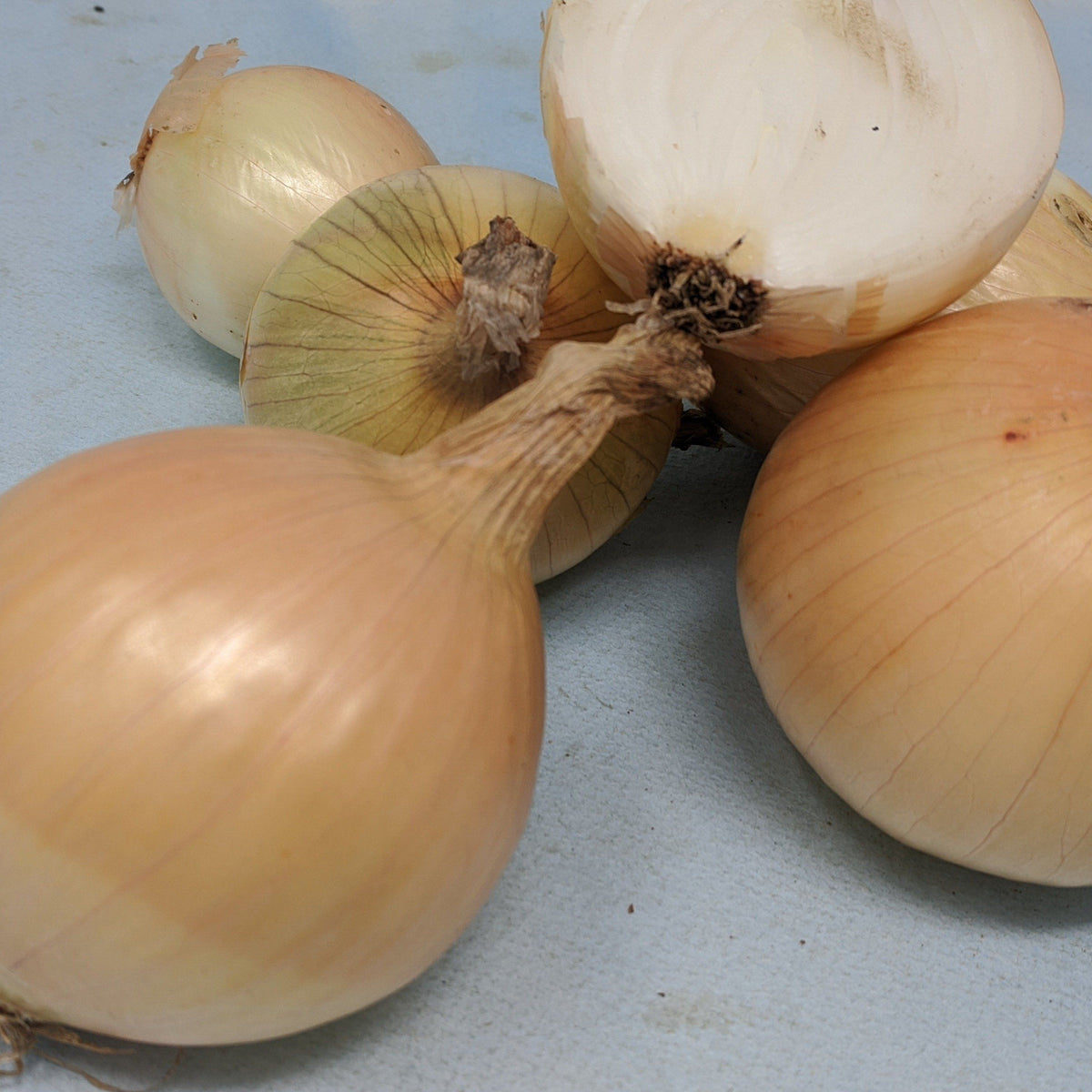 A close-up of a large Ailsa Craig onion from Hudson Valley Seed Co., showcasing its smooth, tan skin and round shape.