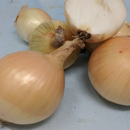 A close-up of a large Ailsa Craig onion from Hudson Valley Seed Co., showcasing its smooth, tan skin and round shape.