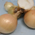 A close-up of a large Ailsa Craig onion from Hudson Valley Seed Co., showcasing its smooth, tan skin and round shape.