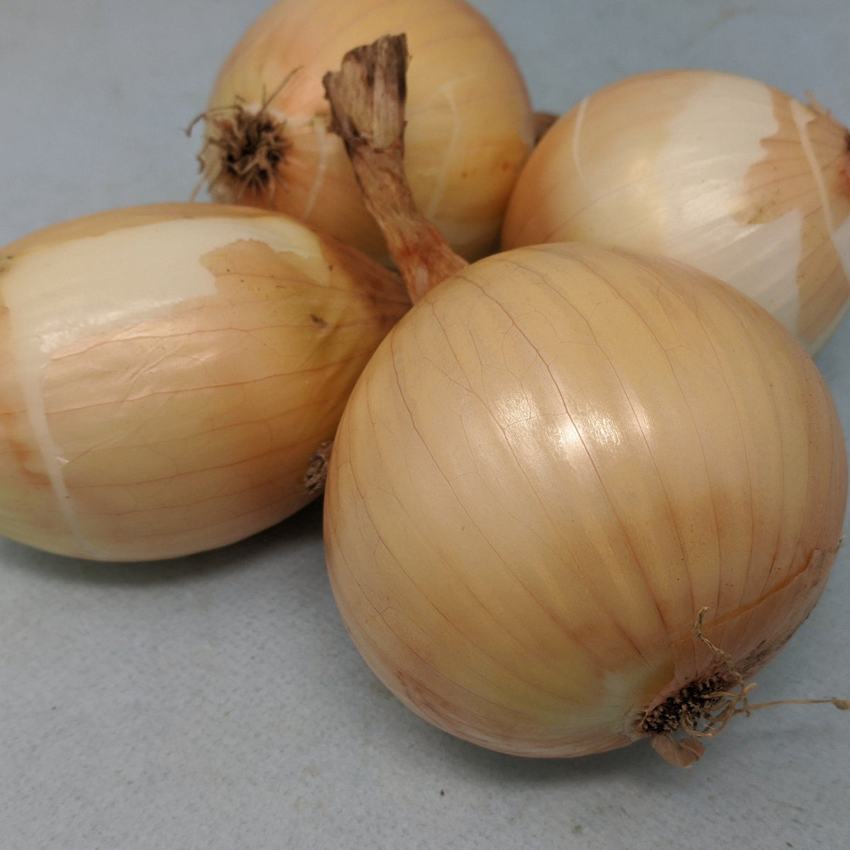 A close-up of a fresh Ailsa Craig onion, a vegetable from Hudson Valley Seed Co., showing its smooth, round, and light-colored skin.