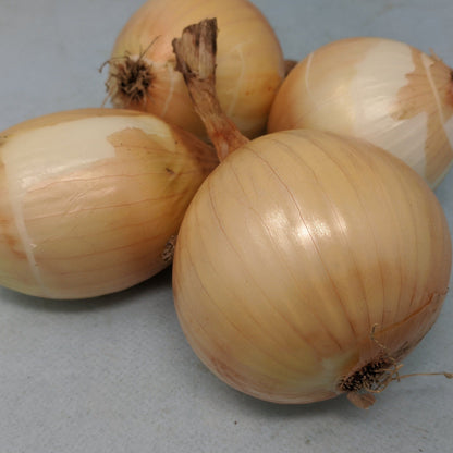 A close-up of a fresh Ailsa Craig onion, a vegetable from Hudson Valley Seed Co., showing its smooth, round, and light-colored skin.