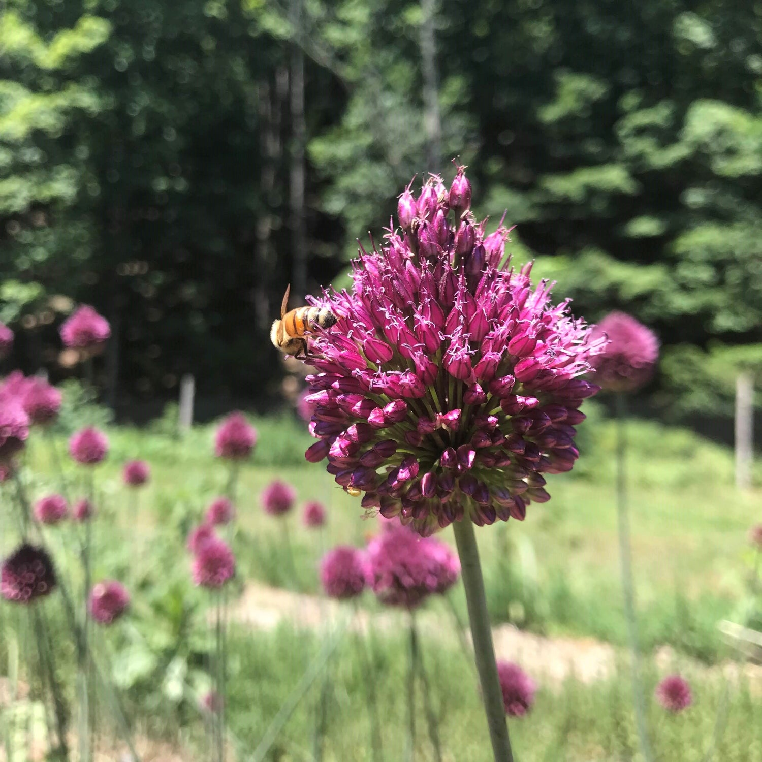 Allium "Drumstick" vendor-unknown