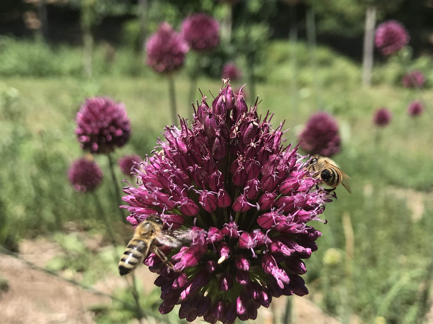 Allium "Drumstick" vendor-unknown