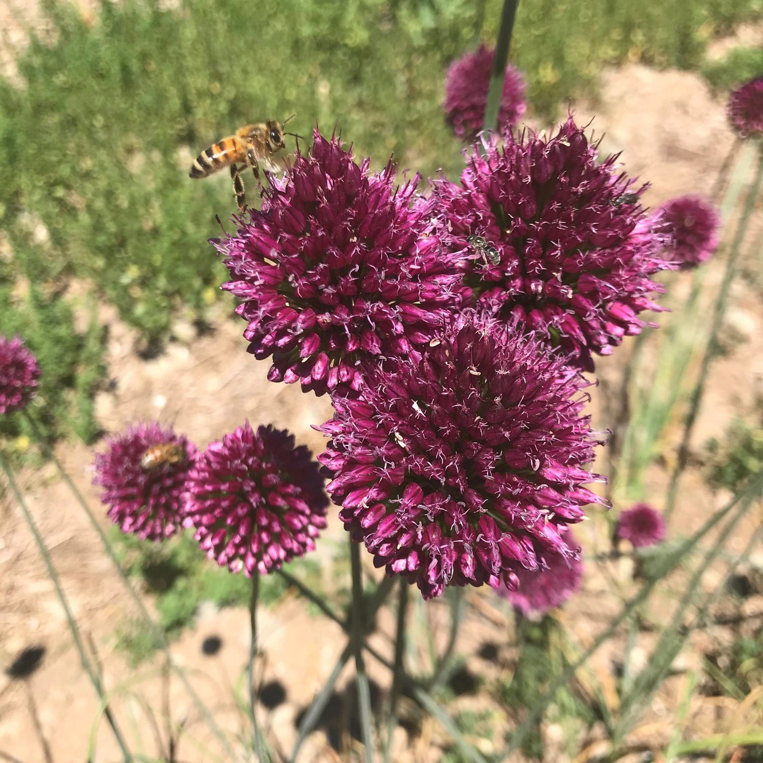 Allium "Drumstick" vendor-unknown