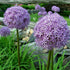 Bright purple Allium &