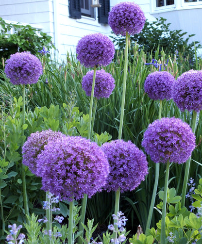 Bright purple Allium &