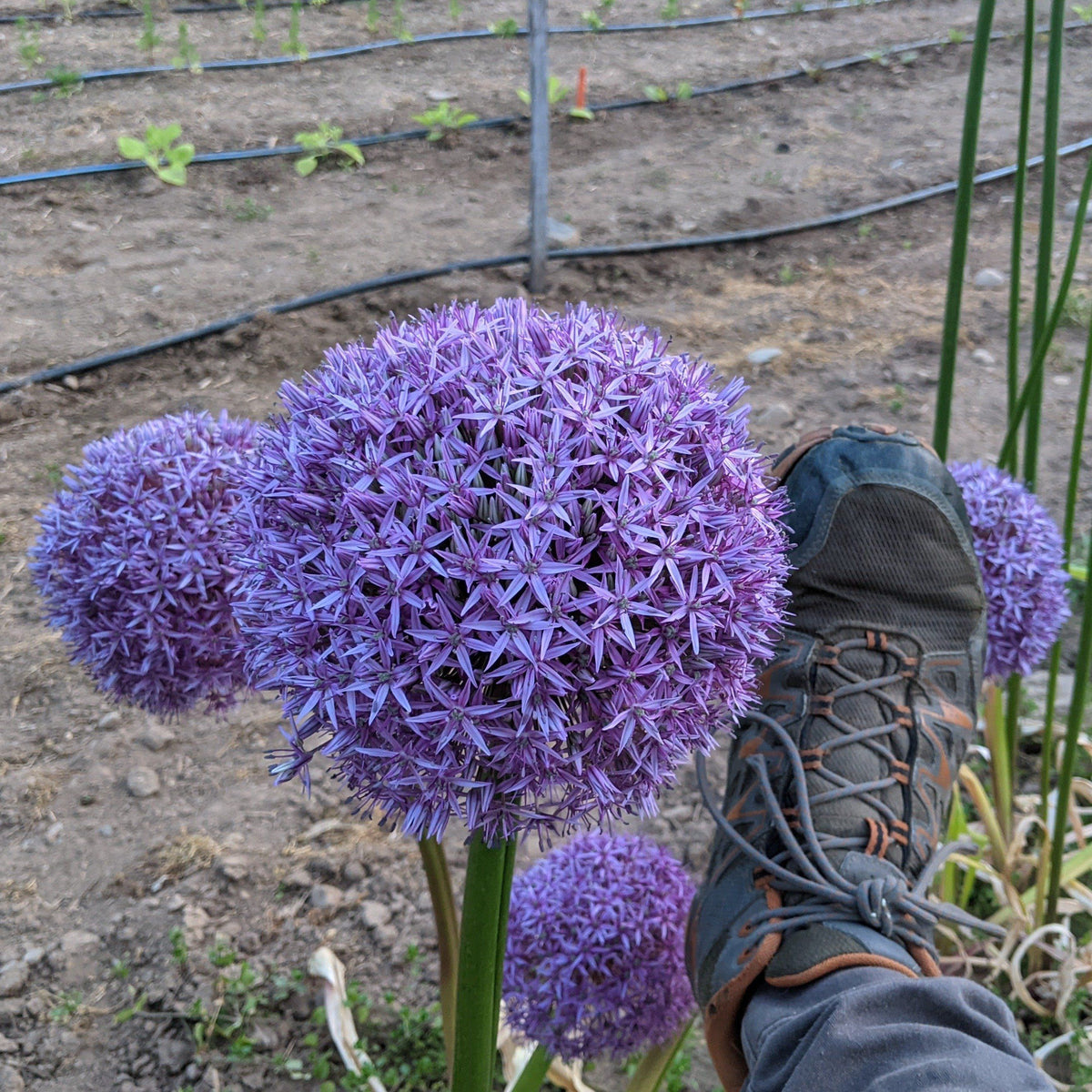 Large Allium &