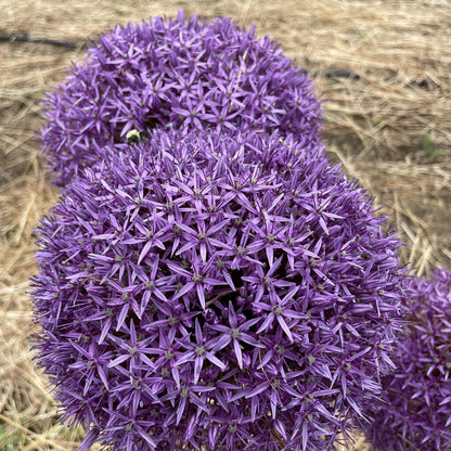 Bright purple Allium &