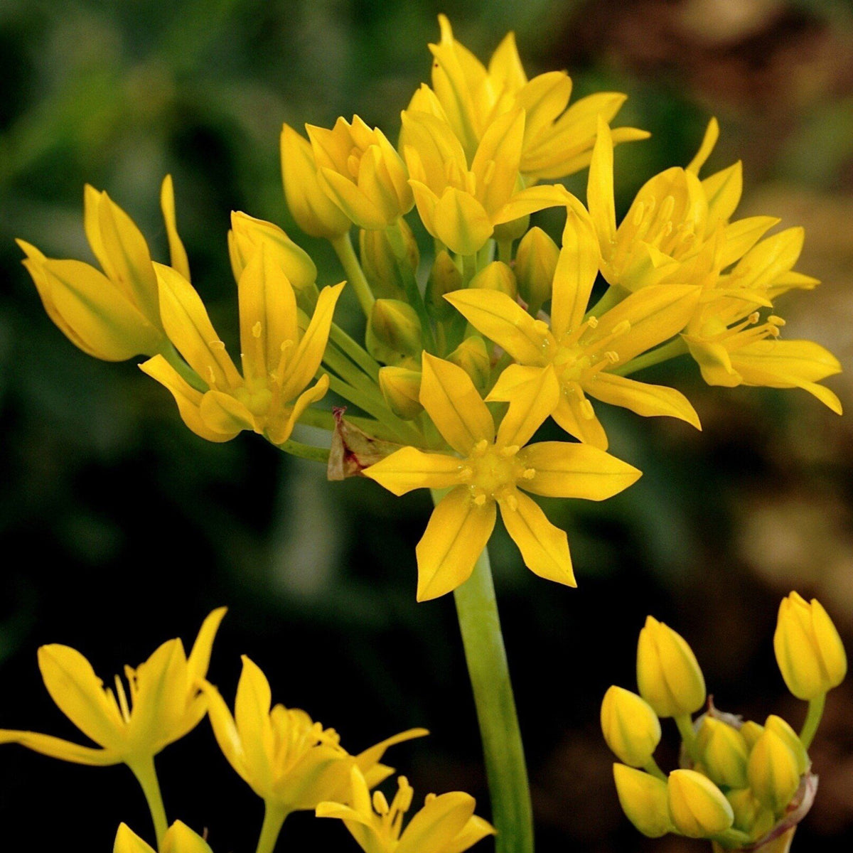 Yellow Allium &