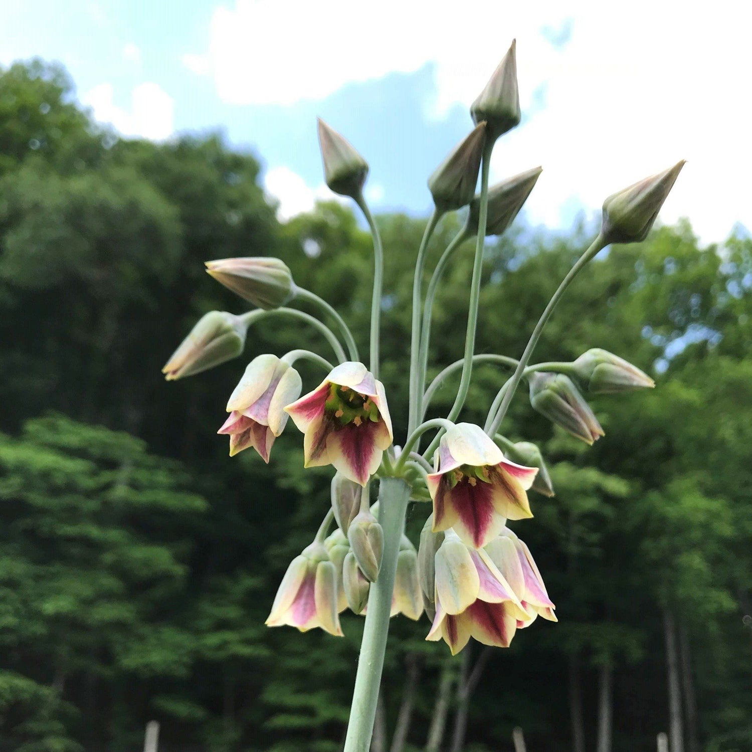Allium "Sicilian Honey Lily" vendor-unknown