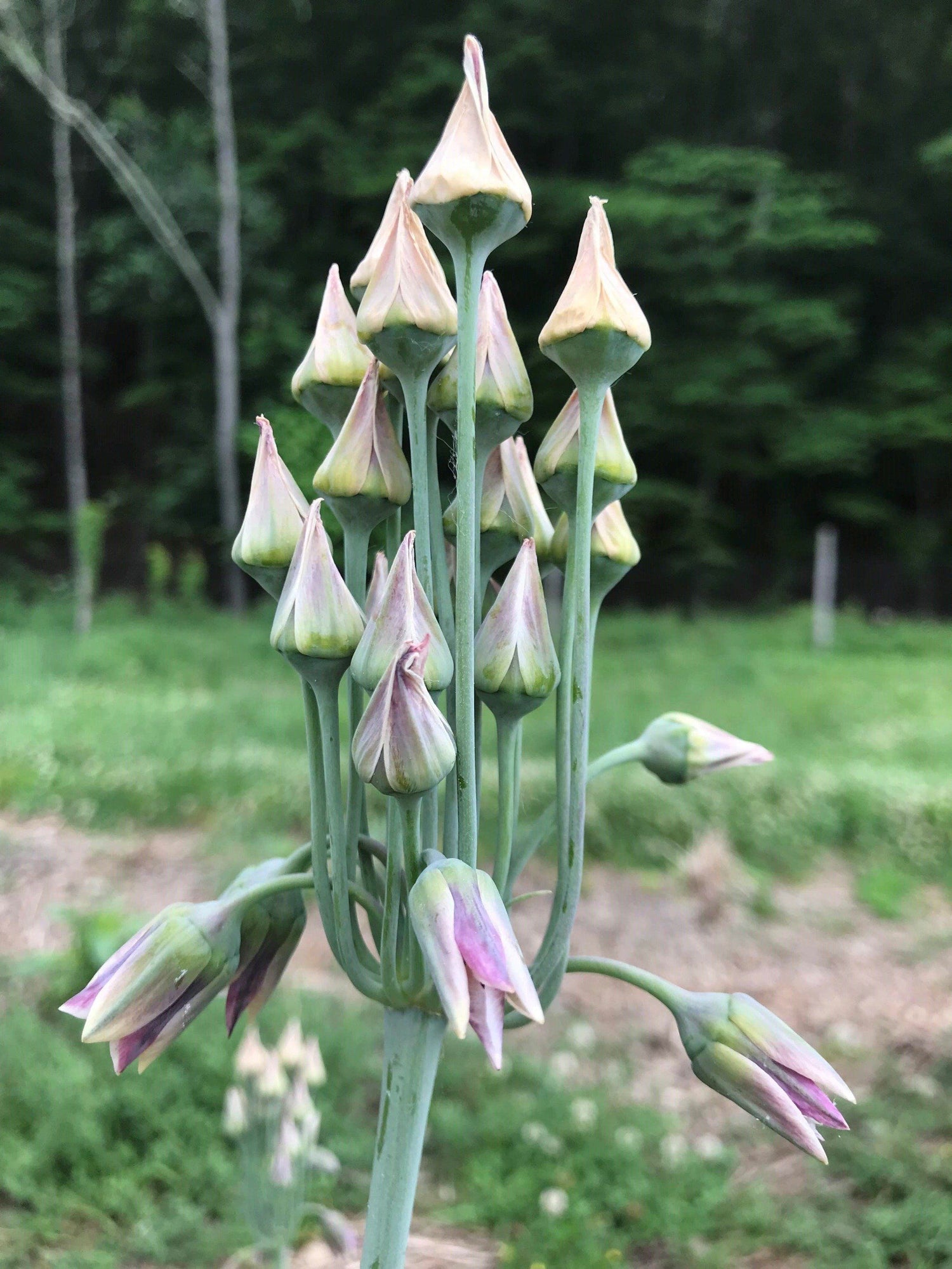 Allium "Sicilian Honey Lily" vendor-unknown