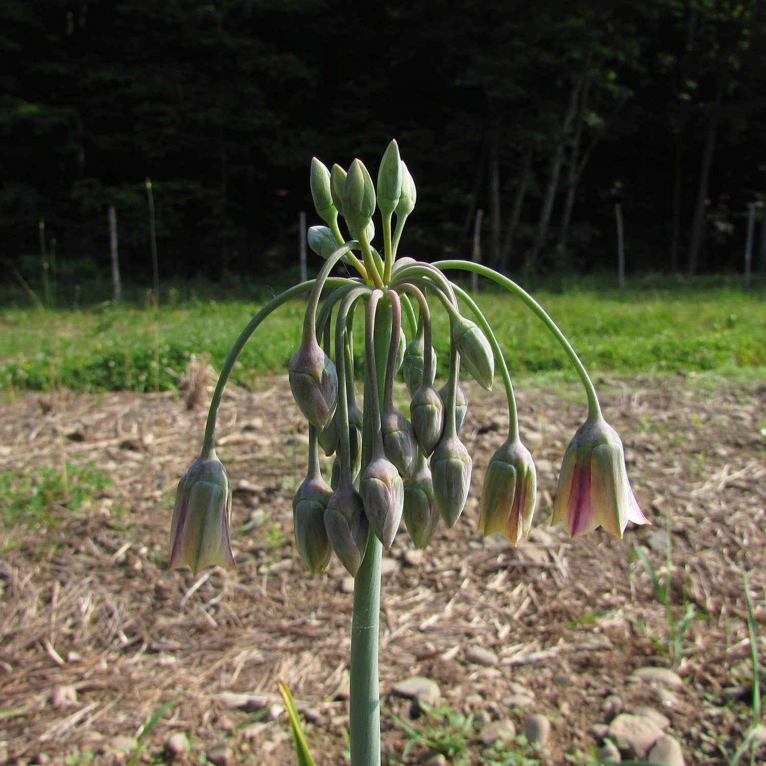 Allium "Sicilian Honey Lily" vendor-unknown