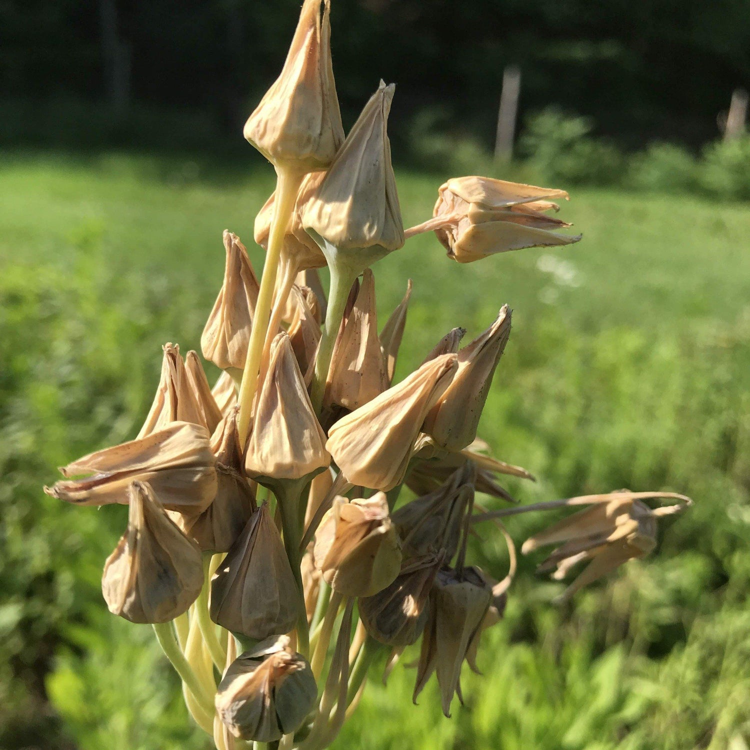 Allium "Sicilian Honey Lily" vendor-unknown