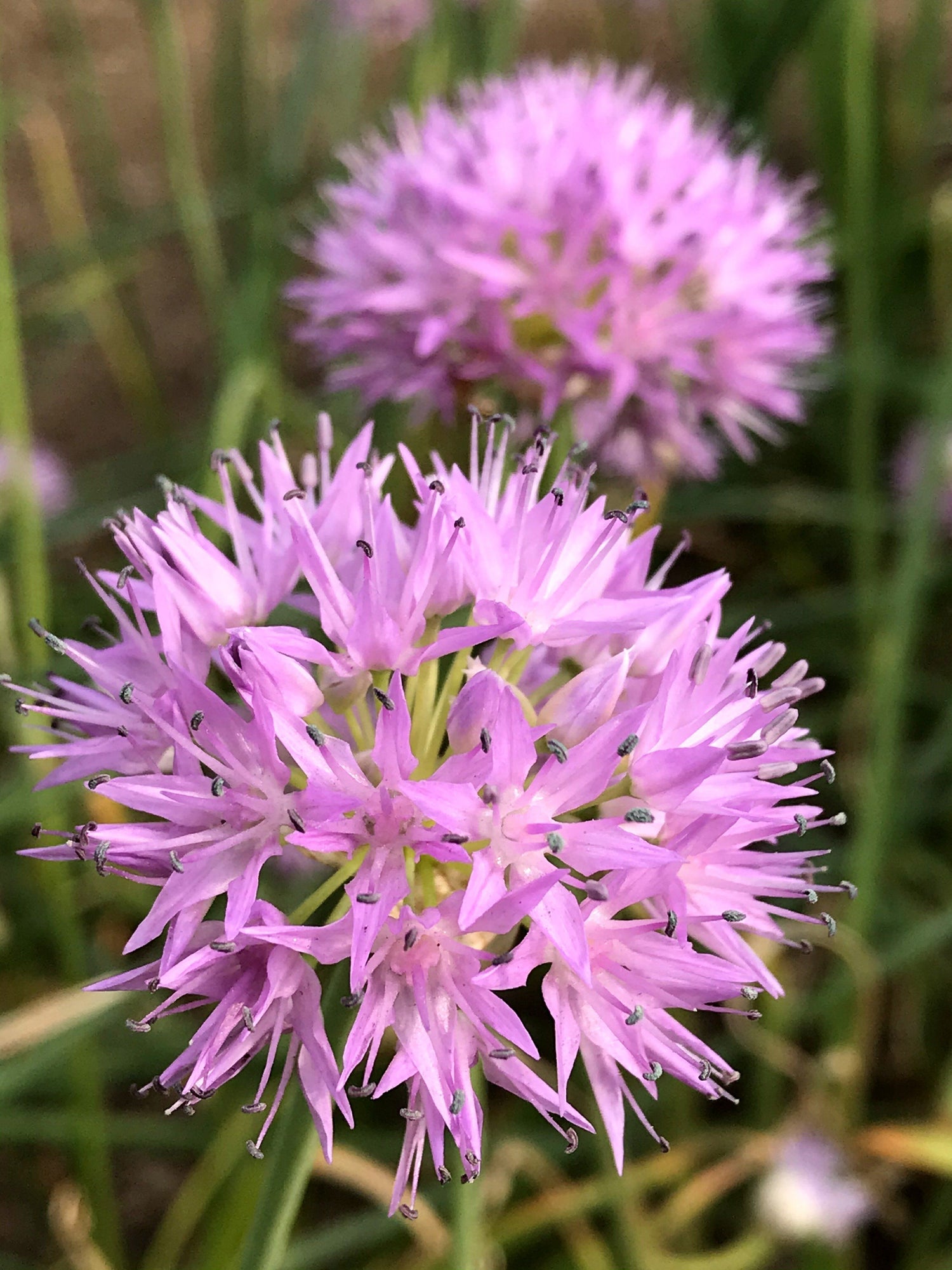 Allium carolinianum "Rosy Beauty" vendor-unknown