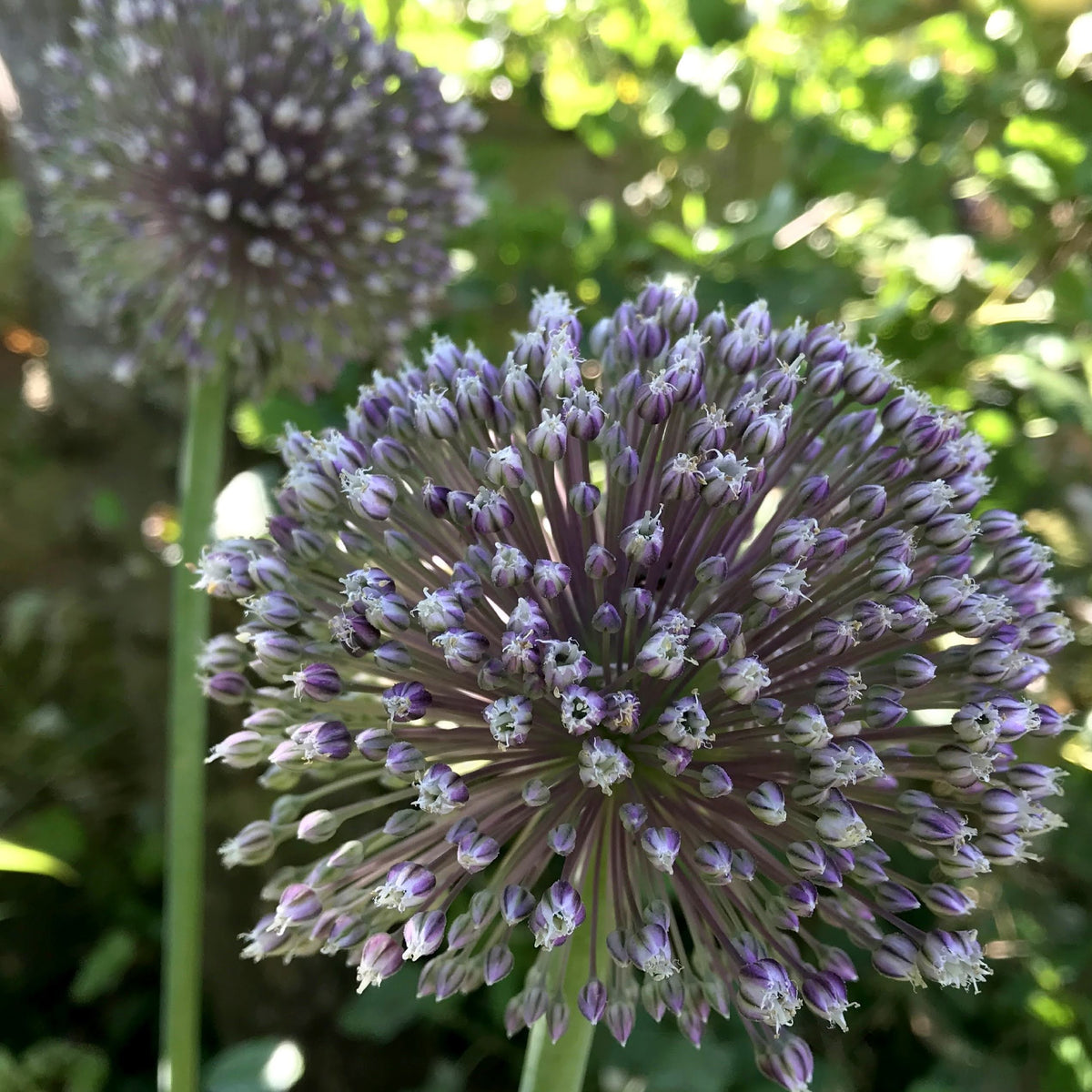 Bright Allium &