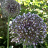 Bright Allium &