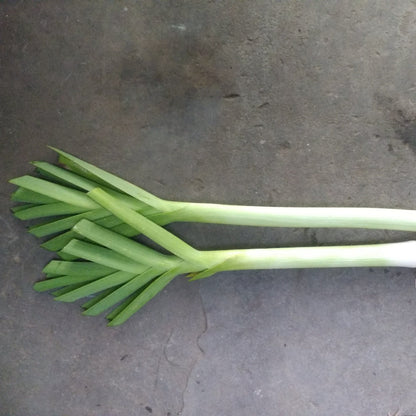 Fresh American Flag leek from Hudson Valley Seed Co., vibrant green and white vegetable with a patriotic flag design.