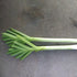 Fresh American Flag leek from Hudson Valley Seed Co., vibrant green and white vegetable with a patriotic flag design.