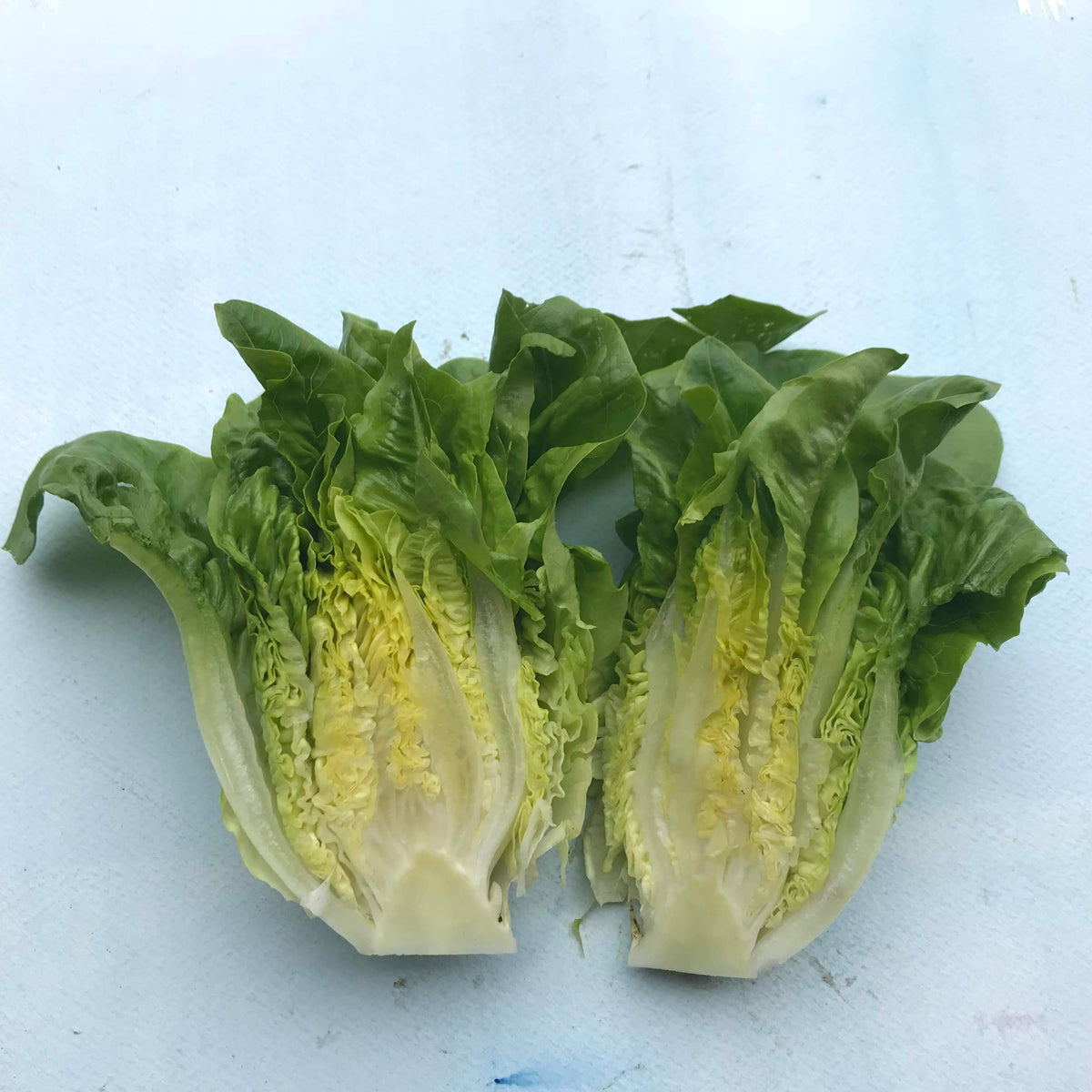 Fresh Amish Deer Tongue Lettuce from Hudson Valley Seed Co., showcasing elongated leafy greens on a rustic farm background.