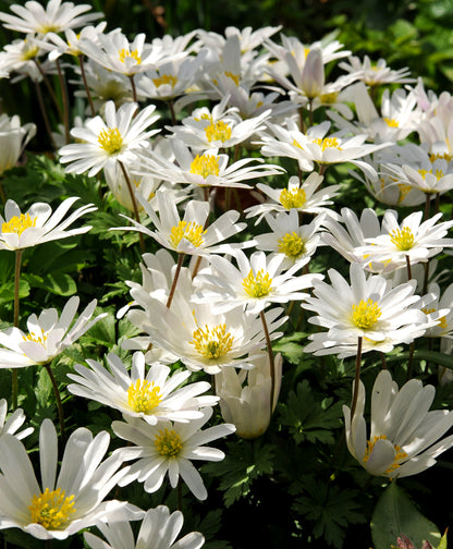 White Anemone blanda flower from Hudson Valley Seed Co. with white petals and yellow center, close-up view of blooming flowers.