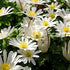 White Anemone blanda &