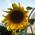 Bright yellow Arikara Sunflower flower from Hudson Valley Seed Co., showcasing large blooms and vibrant petals.