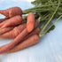 Fresh atomic-red carrot from Hudson Valley Seed Co., showcasing vibrant color and crisp texture in a vegetable display.