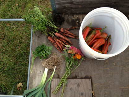 Fresh atomic red carrot from Hudson Valley Seed Co., showcasing vibrant color and crisp texture on a vegetable display.