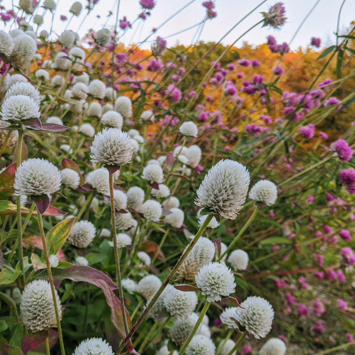 White Audray Gomphrena flower from Hudson Valley Seed Co. featuring vibrant, rounded blooms on slender stems.