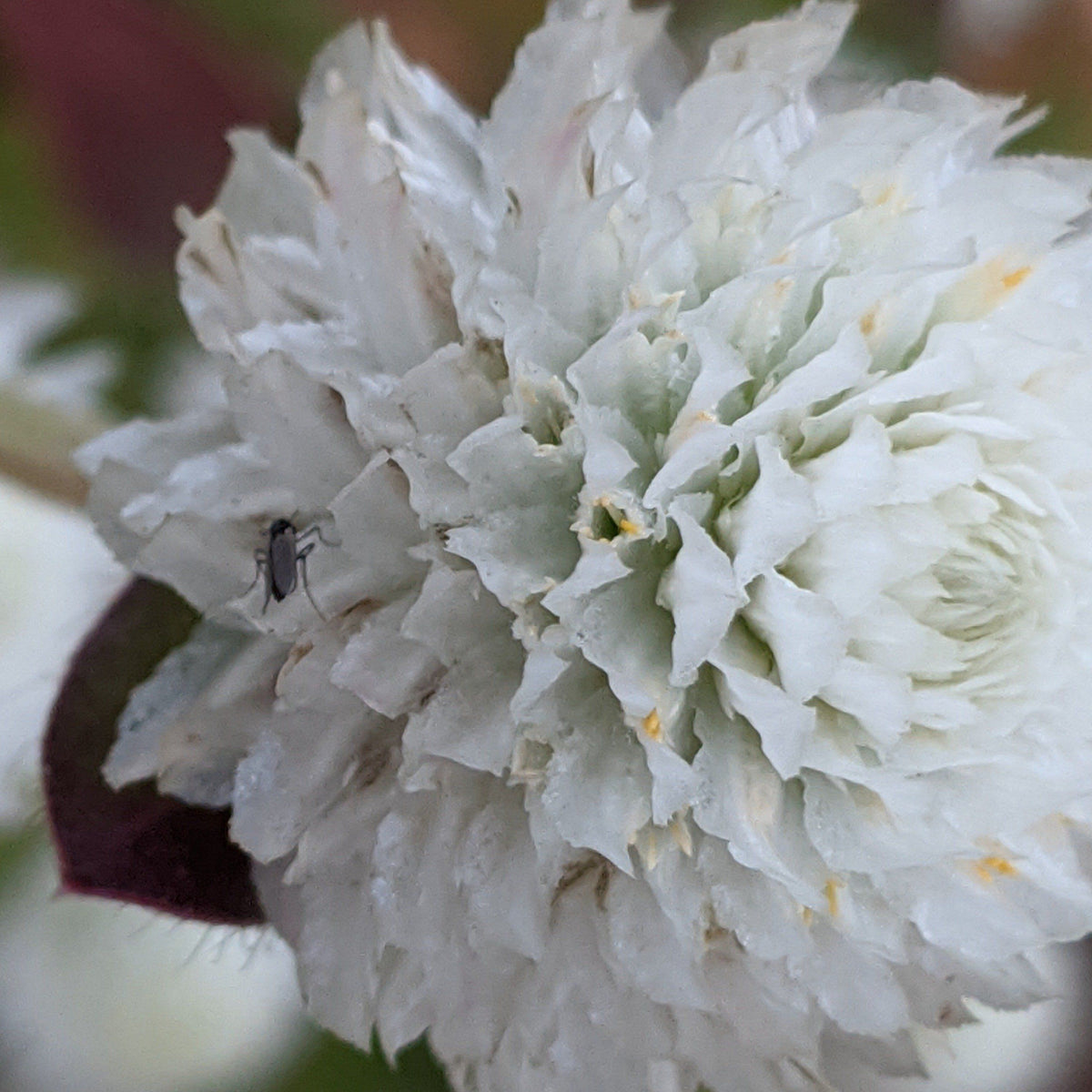 White Audray Gomphrena flowers by Hudson Valley Seed Co. with vibrant, globe-shaped blooms and lush green foliage.