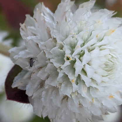White Audray Gomphrena flowers by Hudson Valley Seed Co. with vibrant, globe-shaped blooms and lush green foliage.