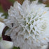 White Audray Gomphrena flowers by Hudson Valley Seed Co. with vibrant, globe-shaped blooms and lush green foliage.