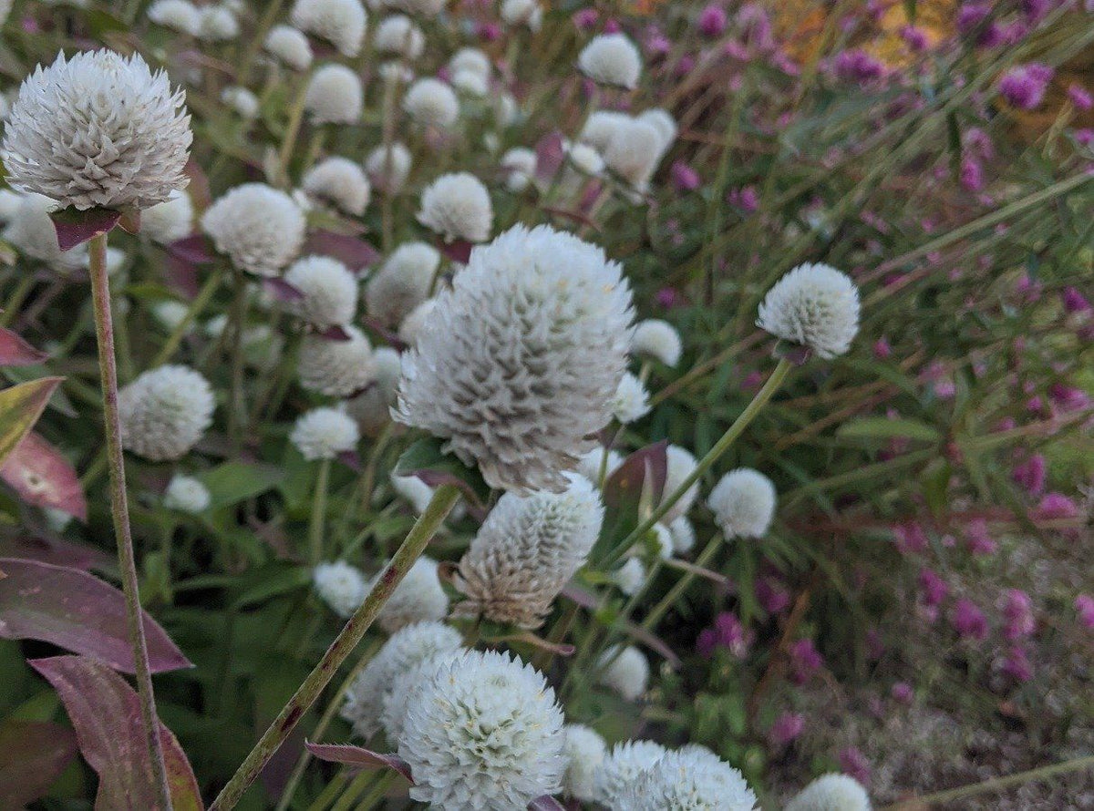 White Audray Gomphrena flowers by Hudson Valley Seed Co. with vibrant, globe-shaped blooms and green foliage.