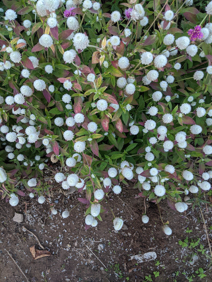 White Audray Gomphrena flower from Hudson Valley Seed Co., showing vibrant white blooms with green stems and foliage.