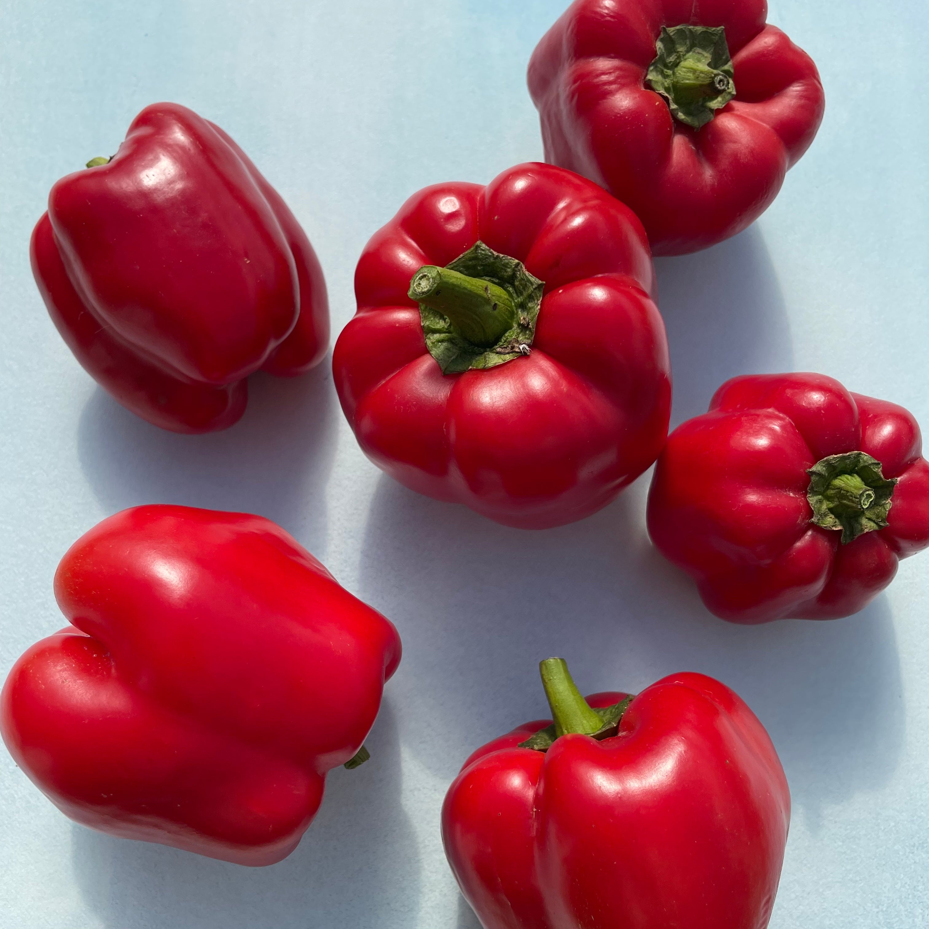 Fresh King of the North peppers from Hudson Valley Seed Co., vibrant green and ripening on the plant.