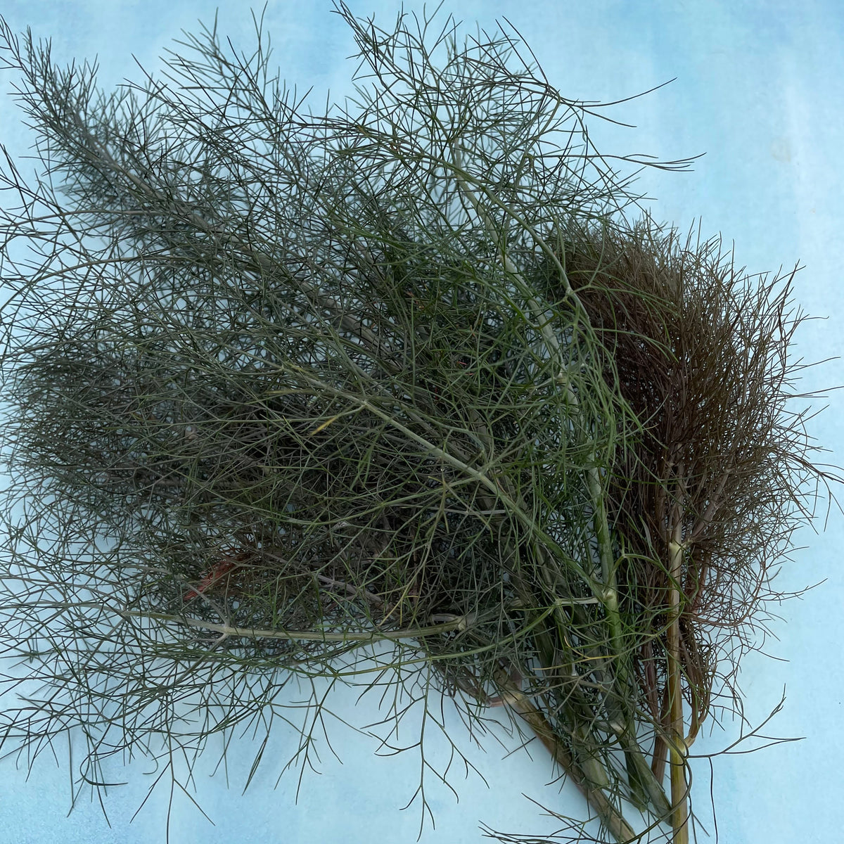 Fresh bronze fennel vegetable from Hudson Valley Seed Co., showing its bulb, feathery fronds, and deep bronze color.