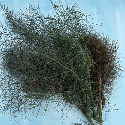 Fresh bronze fennel vegetable from Hudson Valley Seed Co., showing its bulb, feathery fronds, and deep bronze color.